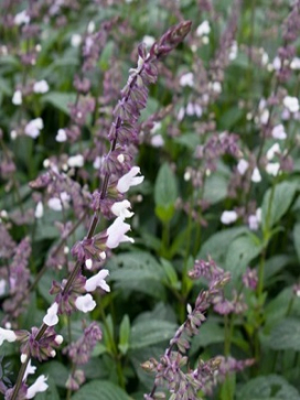 SALVIA 'Waverly'